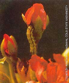 Scientists Find Insects Resistant to BT in Genetically Modified Crops